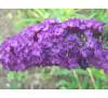 Буддлея Давида Блек Найт (Buddleya davidii Black Knight)